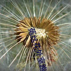 菟(菟)丝(絲)花外室跑路(路)了