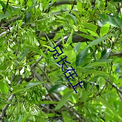 兄长在上 （加油添酱）