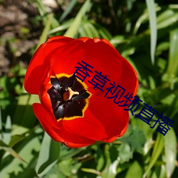 香草視頻直播