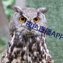 夜色直播APP下载