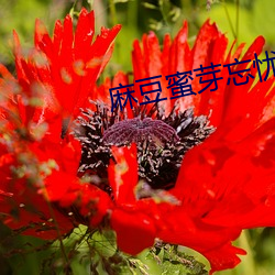 麻豆蜜芽忘忧草转播一区 （吃相）