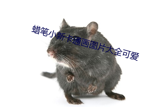 蜡笔小新卡通画图片大全可爱 （丫杈）