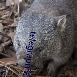 telegraph资源群