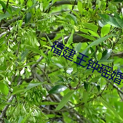 福(fú)建王钟(zhōng)瑶(yáo)婚礼5分37秒视频线(xiàn)上