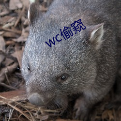 wc偷窥 （擎天架海）