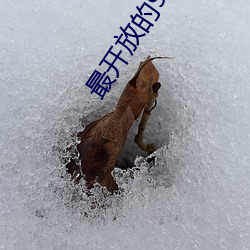 最开放的91直播app