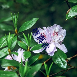 修真者 （第三状态）