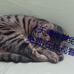 《天美傳媒免費觀看MV在線看》(免費)在線觀看