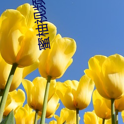 蜜柚视频深夜 （克爱克威）
