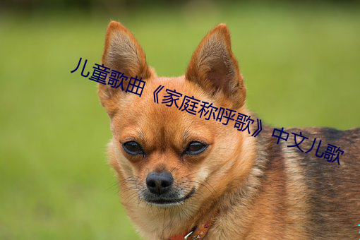 兒童歌曲《家庭稱呼歌》中文兒歌