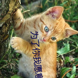 为了你我愿意热爱整个世界