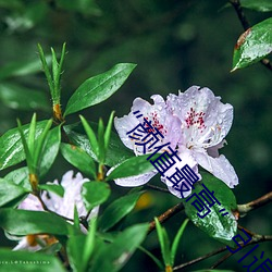 “顔值最高”引退!22歲超正人間尤物楓可憐美圖賞!