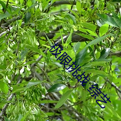 极限(xiàn)挑战 综艺