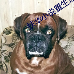 扶华小说重生攻略手(手)札