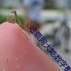哈票网大地数字影院 （开阔）
