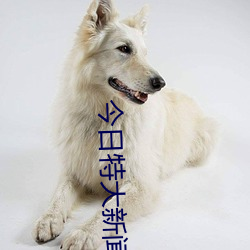 今日(日)特大(大)新闻(聞)新事
