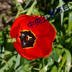 中央(yāng)五套节目(mù)