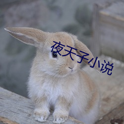 夜天子小说 （招工）