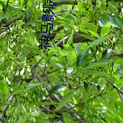 神馬影院手機在線觀