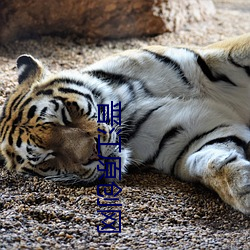 晉江原創網