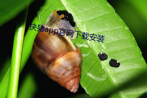 快豬app官網下載安裝