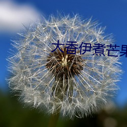 大香伊煮芒(máng)果118