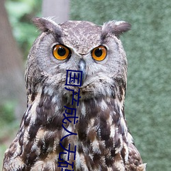 国产成人无(wú)码精品一区在(zài)线(xiàn)观看