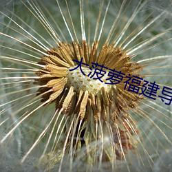 大菠萝福建导航app
