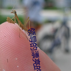 领导(導)的漂亮的妻子(子)