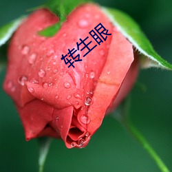 转(zhuǎn)生眼