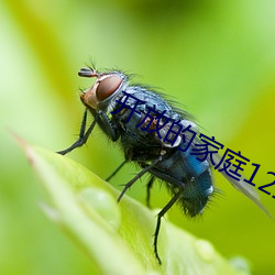 开放的家庭12章免费阅读 （采笔生花）