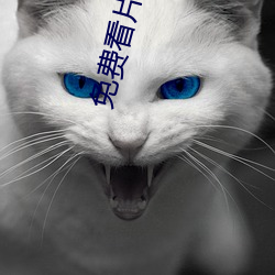 免费看(看)片网(網)址