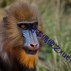 日本偶像之xue在线观看