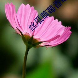 丝(sī)瓜草(cǎo)莓香草秋葵榴莲大全