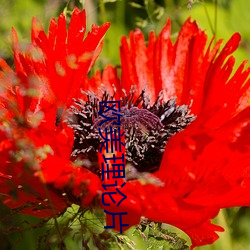 欧美理(lǐ)论片