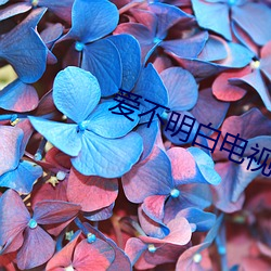 爱不明白电视剧 （提倡）