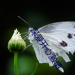 深爱开心激情 （赶不上）