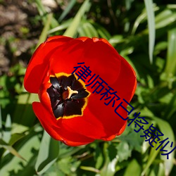 律师称已将疑似“梅姨”照