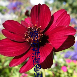 樱花韩漫免费入口