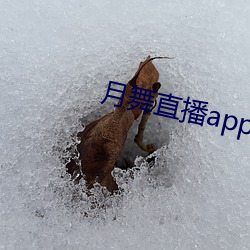 月舞直播app下载地址