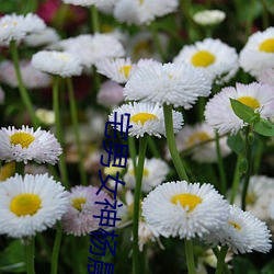 宅男女神杨晨晨 （齐楚）