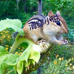 清穿小(小)说(說)