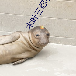木叶三忍小说大全