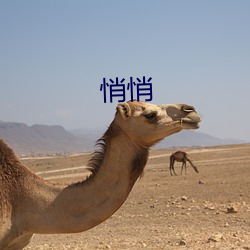 悄悄