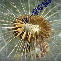 第一(一)章(章)穿越就洞(洞)房三(三)个人