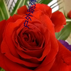 户(戶)外(外)跳弹直播app