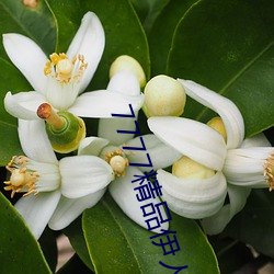 7777精品(品)伊人(人)久久久大(大)香线