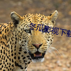 冬瓜影视下载 （目迷五色）