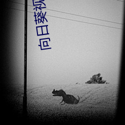 向日葵(ku)视频下载(zi)APP站长统计站长(zhǎng)统计
