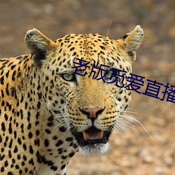 老版觅爱直播(bō)